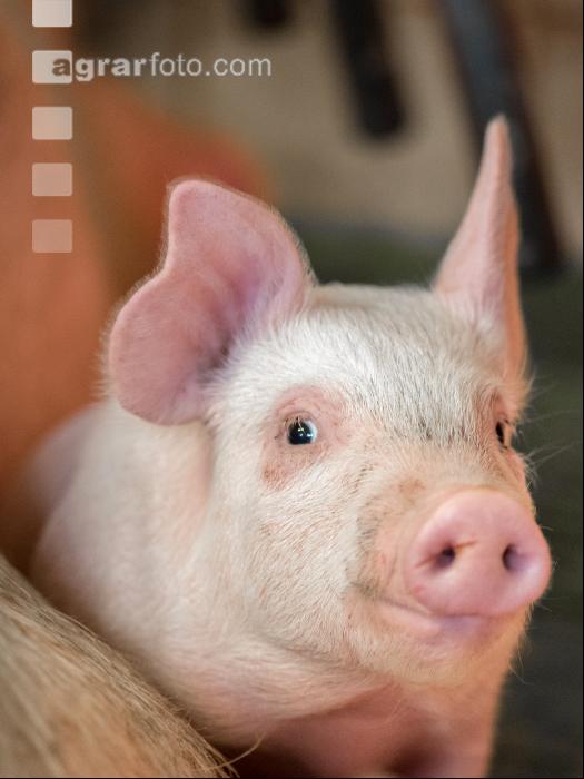Ferkel vor Absetzen 9
