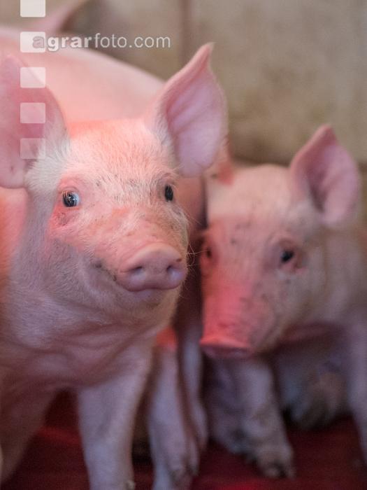 Ferkel vor Absetzen 8
