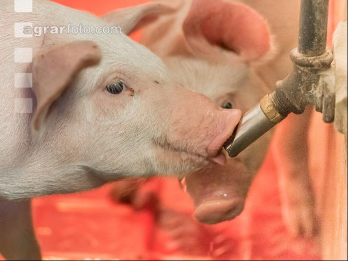 Ferkel vor Absetzen 6