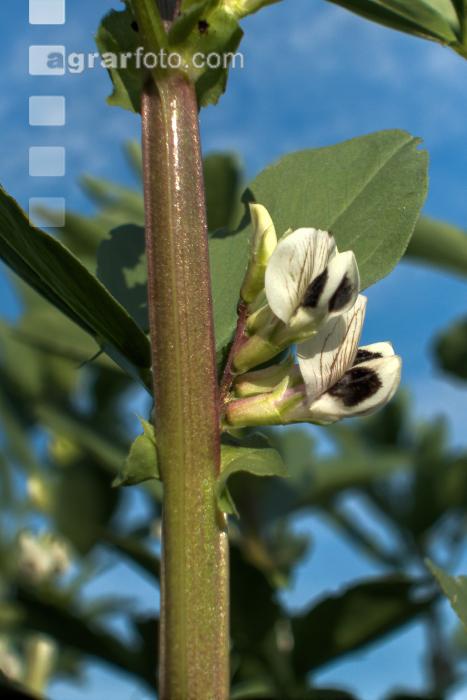 Ackerbohne Blüte 10