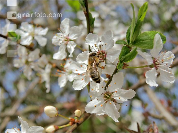 Biene Frühling 4