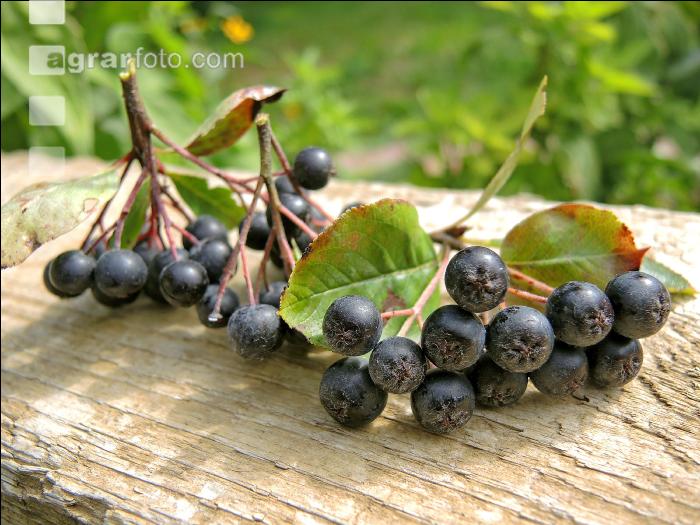 Aronia 3
