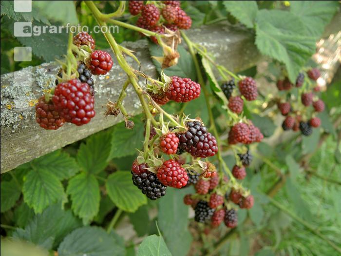 Brombeeren 14