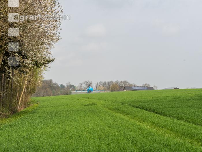 Wintergerste einkürzen 4