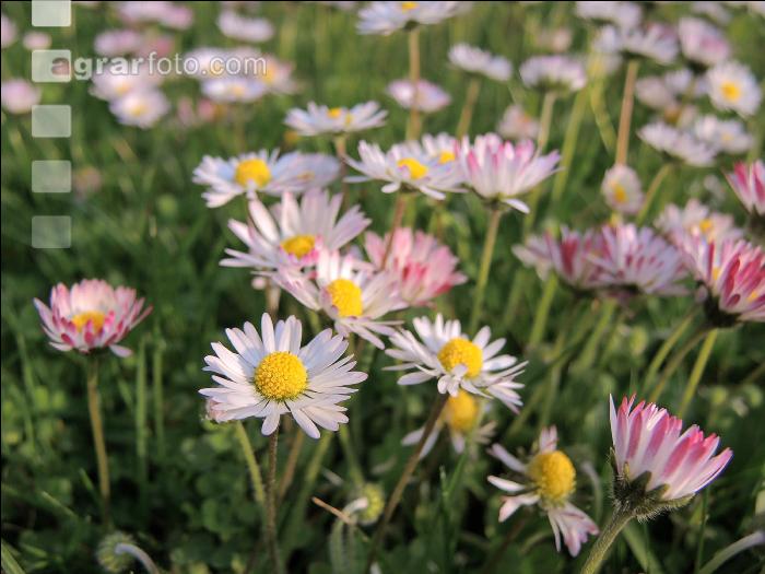 Gänseblümchen 5
