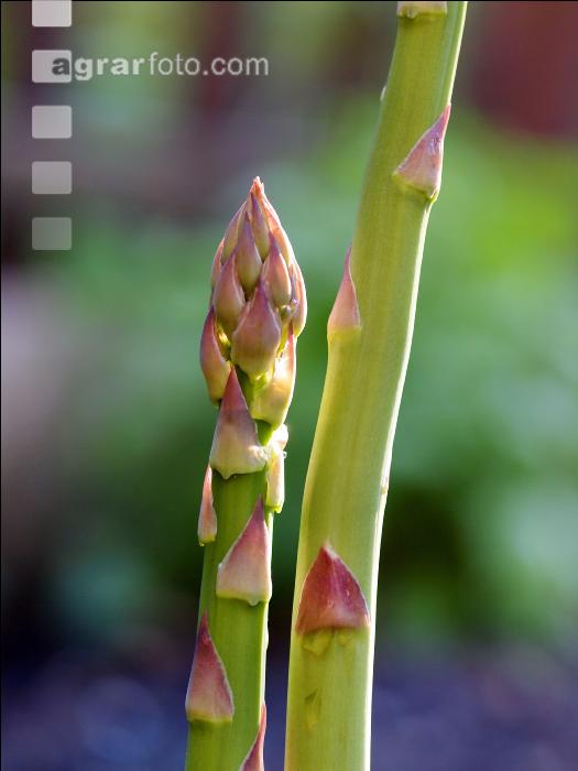 Spargel grün 2