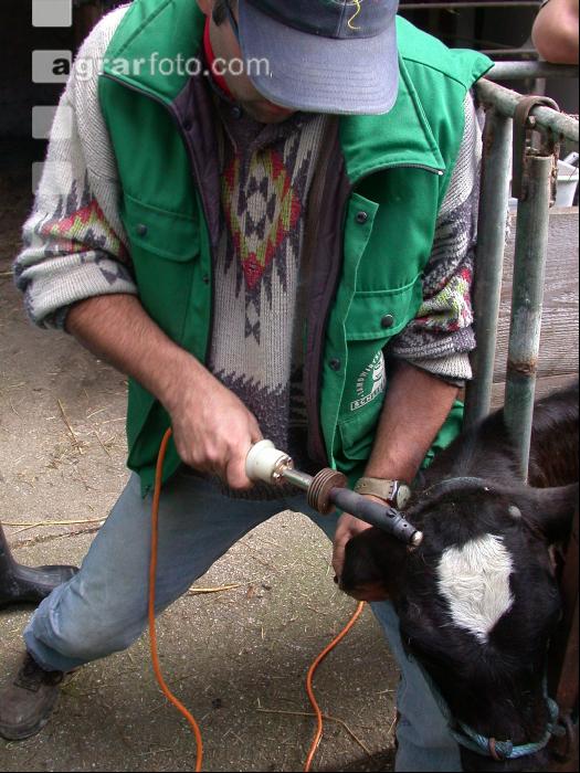 Dehorning cow 8