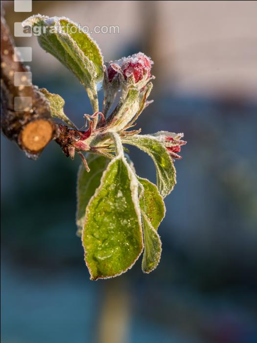 Apfelblüte mit Frost 18