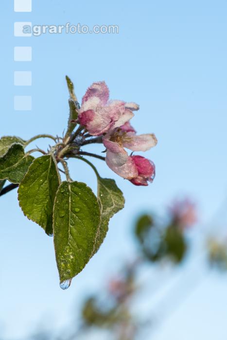 Apfelblüte mit Frost 16