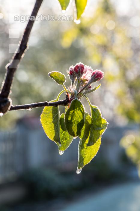 Apfelblüte mit Frost 14