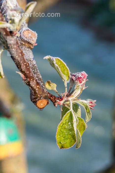 Apfelblüte mit Frost 13