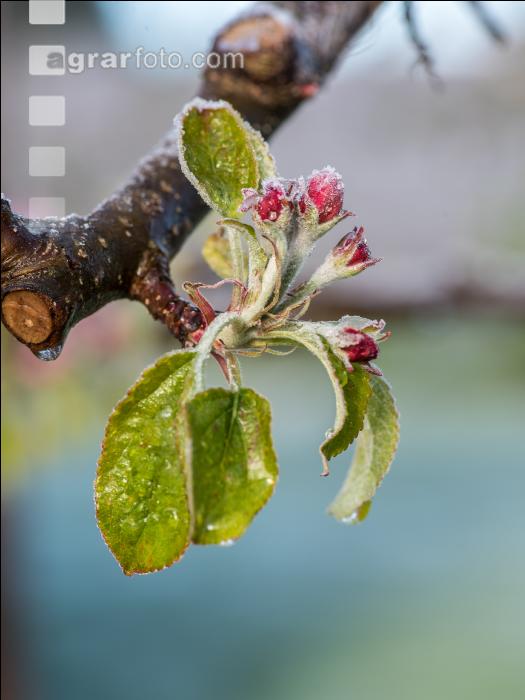 Apfelblüte mit Frost 12