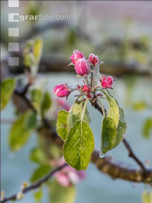 Apfelblüte mit Frost 10