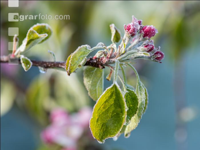 Apfelblüte mit Frost 6