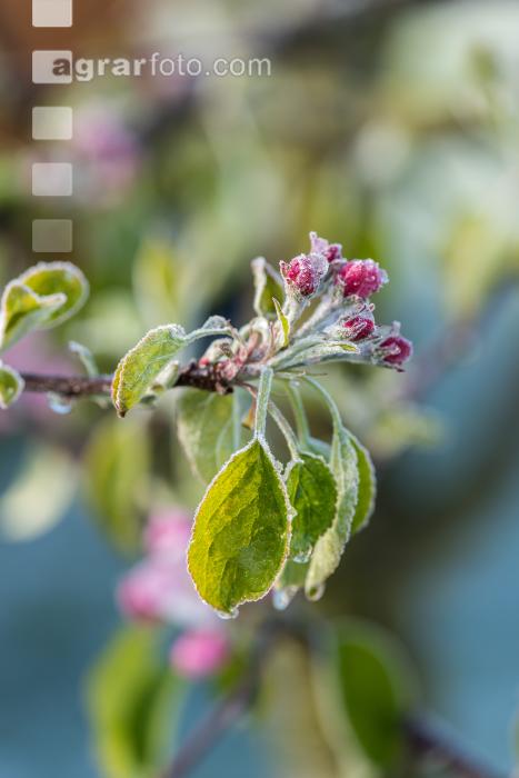 Apfelblüte mit Frost 5