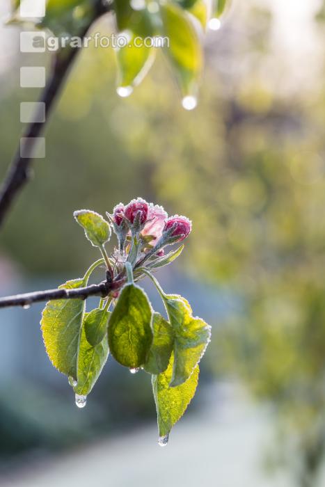 Apfelblüte mit Frost 4