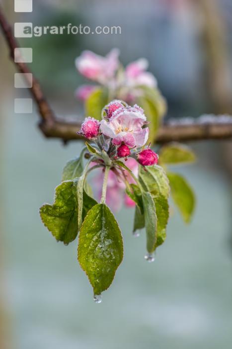 Apfelblüte mit Frost 3