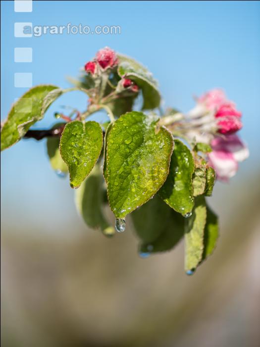 Apfelblüte mit Frost 2