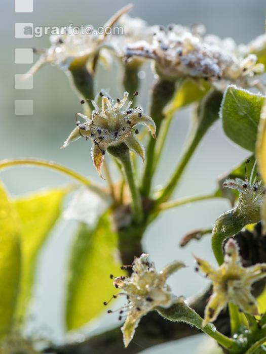 Birnenblüte mit Frost 4