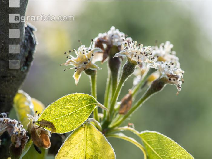 Birnenblüte mit Frost 3