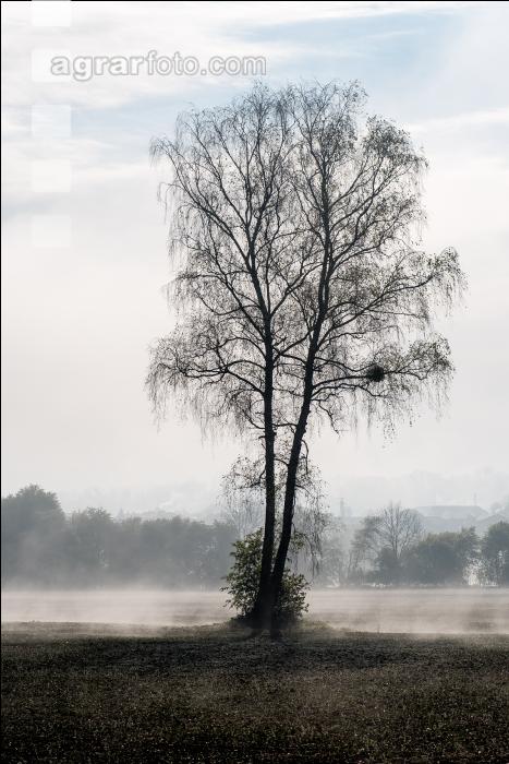 Nebelschwaden 31