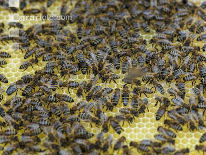 Bienen auf Wabe 2