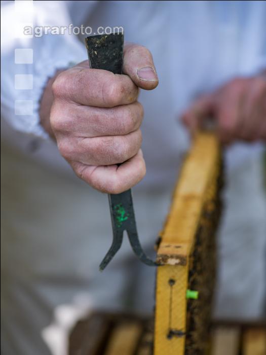 Imker kontrolliert Waben 23