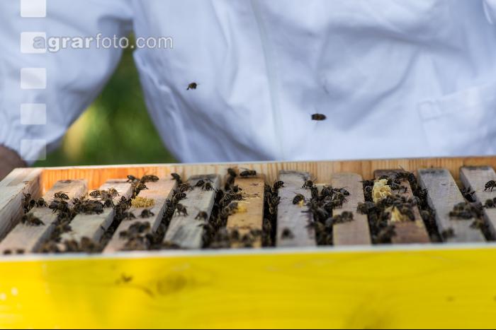 Bienen 25