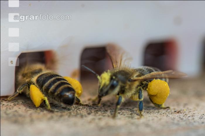 Bienen vor Flugloch 9