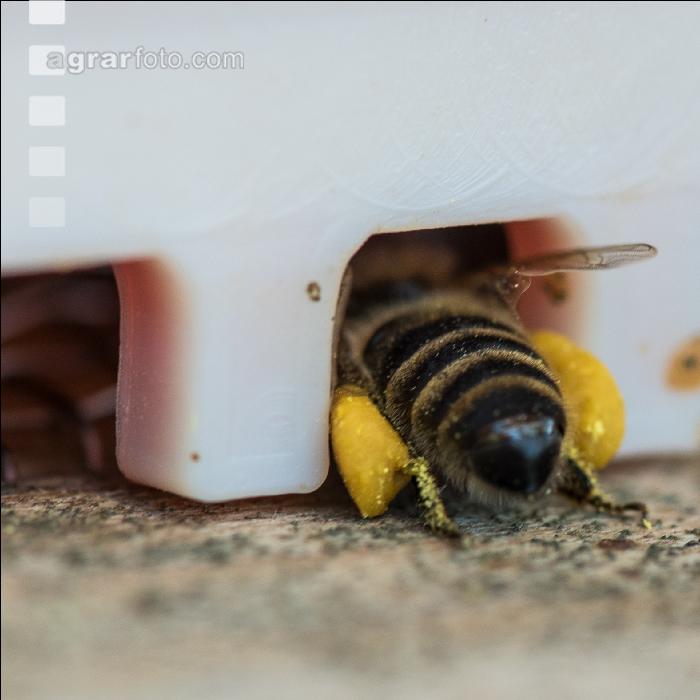 Bienen vor Flugloch 8