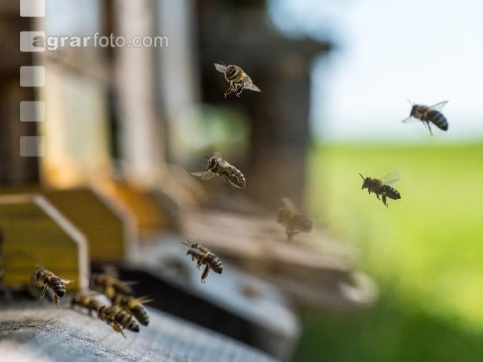 Bienen vor Flugloch 13