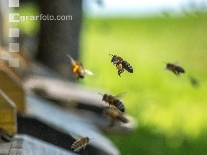 Bienen vor Flugloch 12