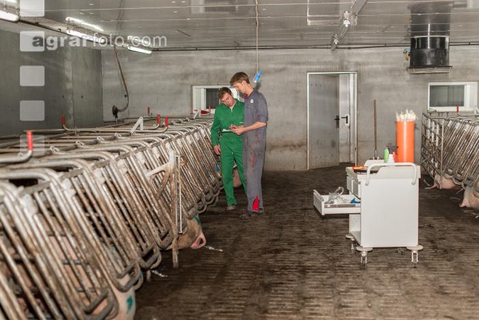 Schweinebesamung Vorbereitung 14