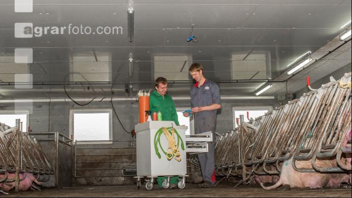 Schweinebesamung Vorbereitung 10