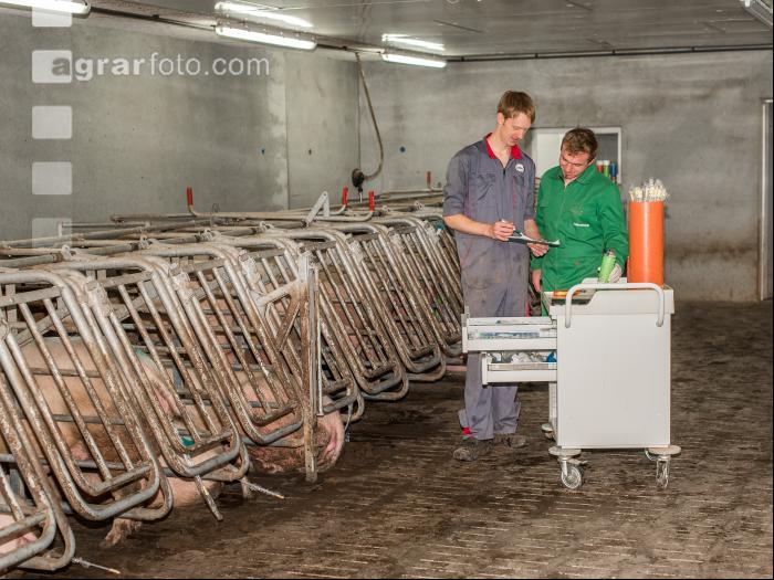 Schweinebesamung Vorbereitung 6