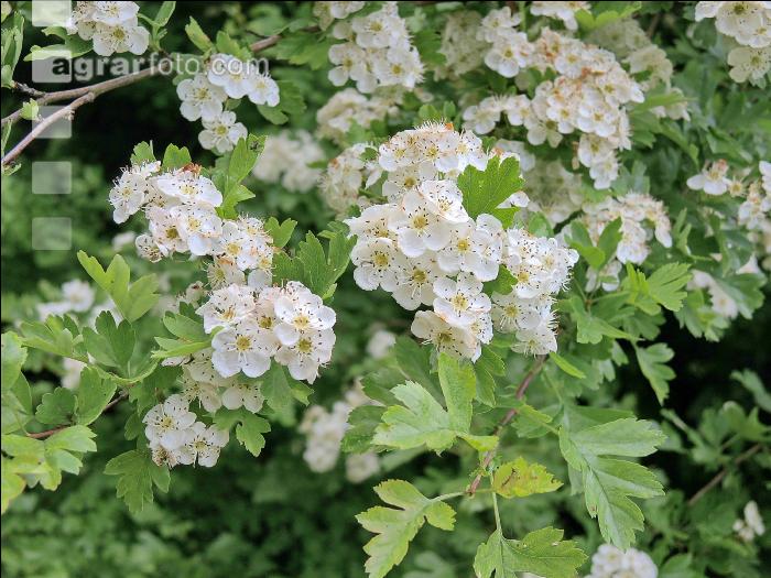 Weißdorn Blüte 5