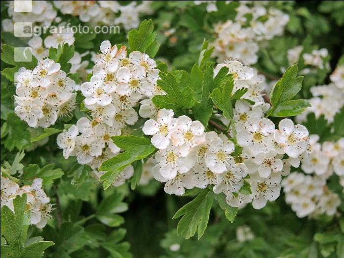 Weißdorn Blüte 4