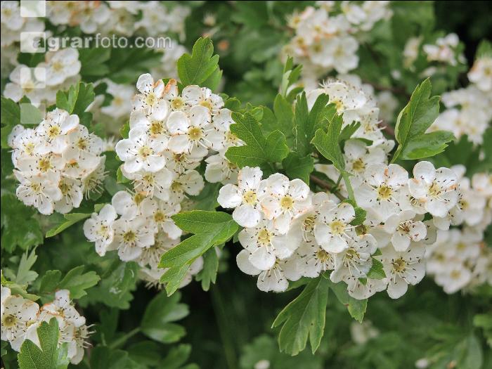 Weißdorn Blüte 1