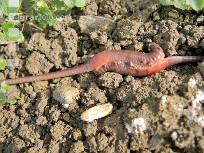 Regenwurm 22