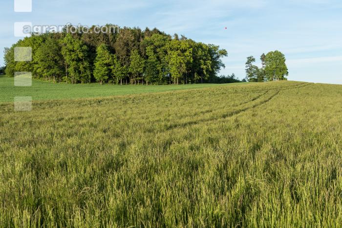 Wiesenschwingel Vermehrung 1
