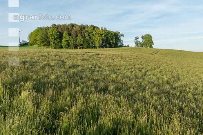 Wiesenschwingel Vermehrung 4