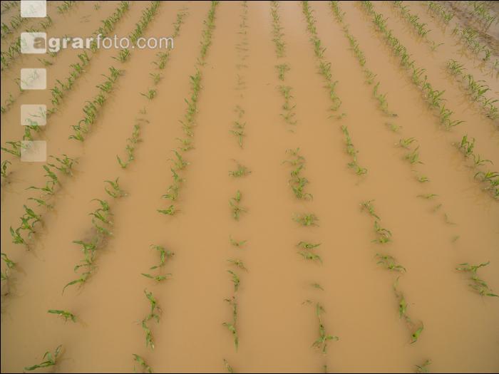 Hochwasser Mais 3