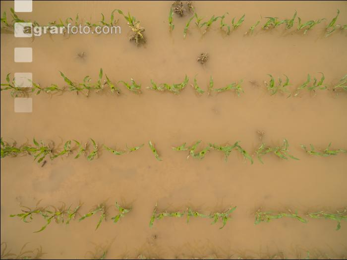 Hochwasser Mais 6