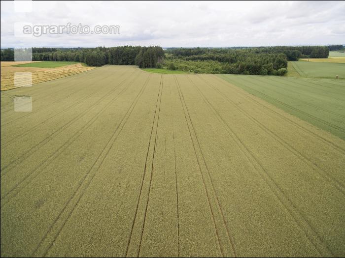 Triticale 1