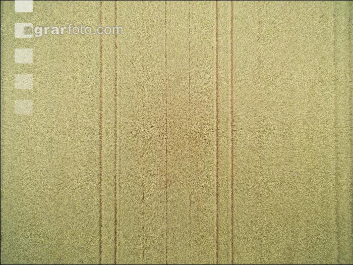 Triticale 2