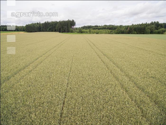 Triticale 3