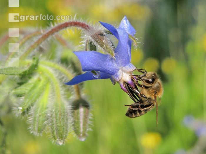 Bienen Sommer 2