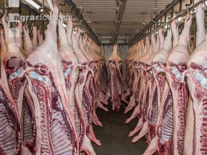 Kühlraum Schweine 17