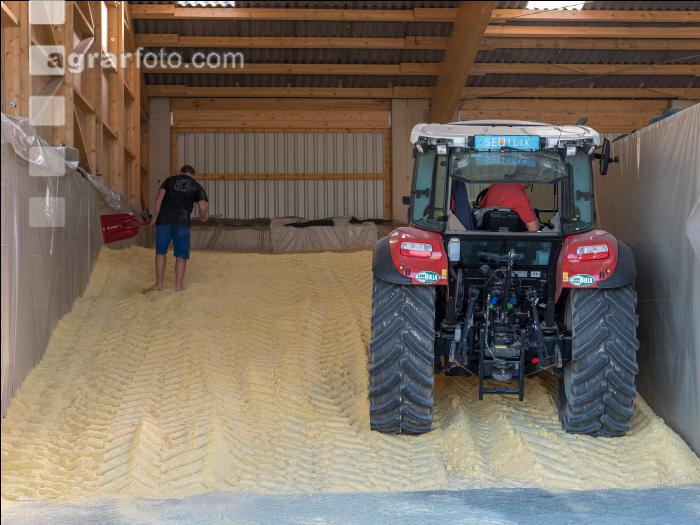 Maiskornsilage 36