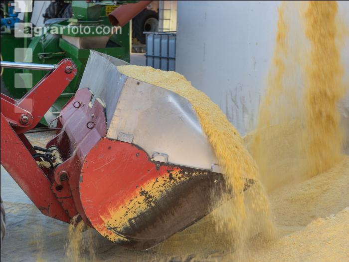 Maiskornsilage 34